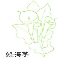 綠海芋及圖