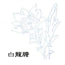 白龍膽及圖