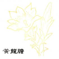 黃龍膽及圖