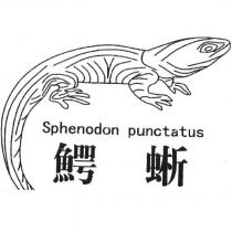 鱷蜥 Sphenodon punctatus 及圖