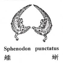 鱷蜥 Sphenodon punctatus 及圖