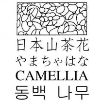 日本山茶花 CAMELLIA やまちゃはな及圖