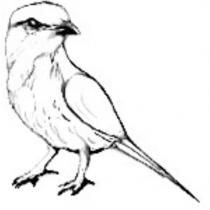 鳥設計圖