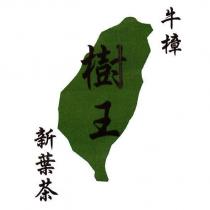 牛樟樹王新葉茶及圖