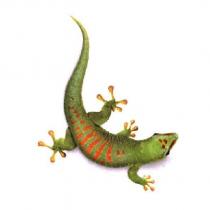 Logo Gecko 2013 couleurs
