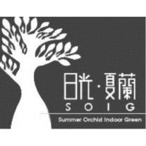日光 夏蘭 SOIG Summer Orchid Indoor Green 及圖