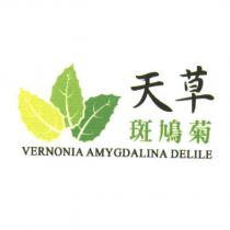 天草斑鳩菊 VERNONIA AMYGDALINA DELILE 及圖