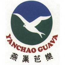 燕巢芭樂 YanChao Guava 及圖