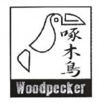 啄木鳥 WOODPECKER 及圖