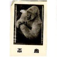 金王及圖