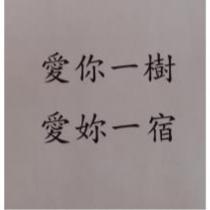 愛你一樹愛妳一宿