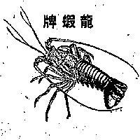 龍蝦牌