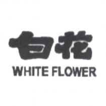 白花 WHITE FLOWER