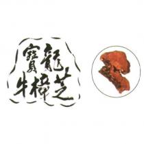 寶龍牛樟芝及圖