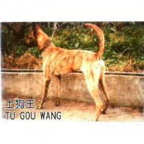 土狗王 TU GOU WANG