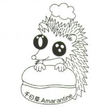 千日草 Amarantine 及圖