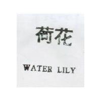 荷花 WATERLILY 