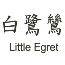 白鷺鷥 Little Egret