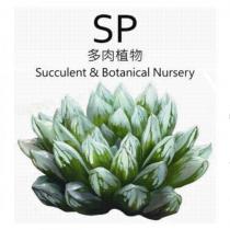 SP 多肉植物 Succulent & Botanical Nursery 及圖