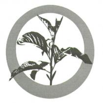 葉子設計圖