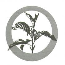 葉子設計圖