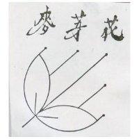 麥芽花及圖