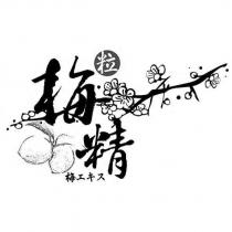 梅精 粒 梅エキス 及圖