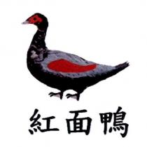 紅面鴨及圖