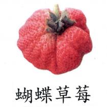 蝴蝶草莓