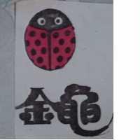 金龜及圖