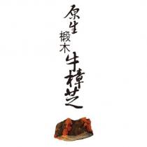 原生椴木牛樟芝及圖