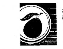 文旦圖樣