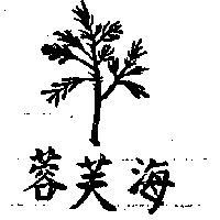 海芙蓉