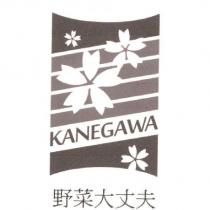 野菜大丈夫 KANEGAWA 及圖