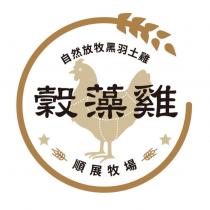 穀藻雞 順展牧場 自然放牧黑羽土雞及圖