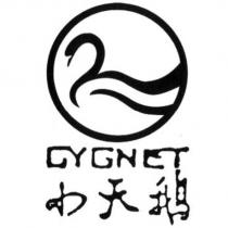 小天鵝 CYGNET 及圖