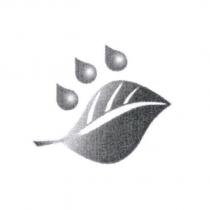 水滴葉面設計圖