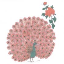 孔雀設計圖
