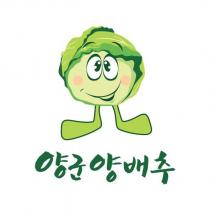 洋君高麗菜及圖