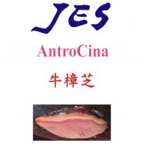 JES AntroCina 牛樟芝及圖