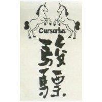 駿驃 CURSARIUS 及圖 