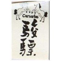 駿驃 CURSARIUS 及圖 