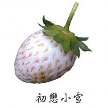 初戀小雪及圖