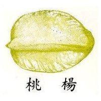 楊桃及圖
