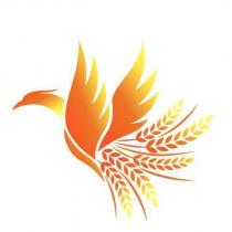 鳳凰設計圖
