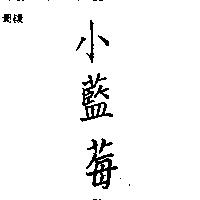 小藍莓