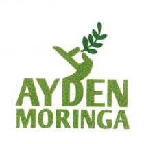 AYDEN MORINGA 及圖