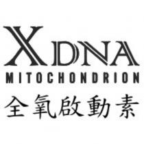 全氧啟動素 XDNA MITOCHONDRION