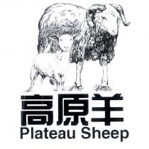 高原羊 Plateau Sheep 及圖