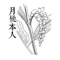 月桃本人及圖